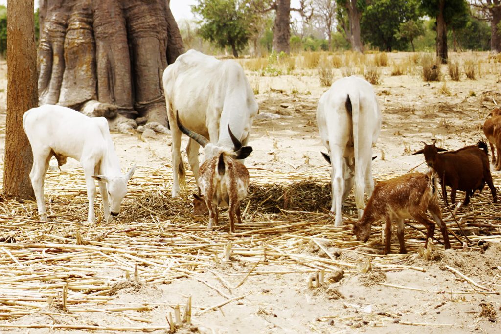 Cattle and goats feeding together in a yard