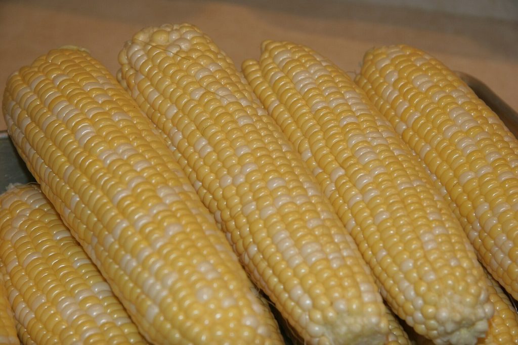 Harvested maize cobs with the husks pulled back