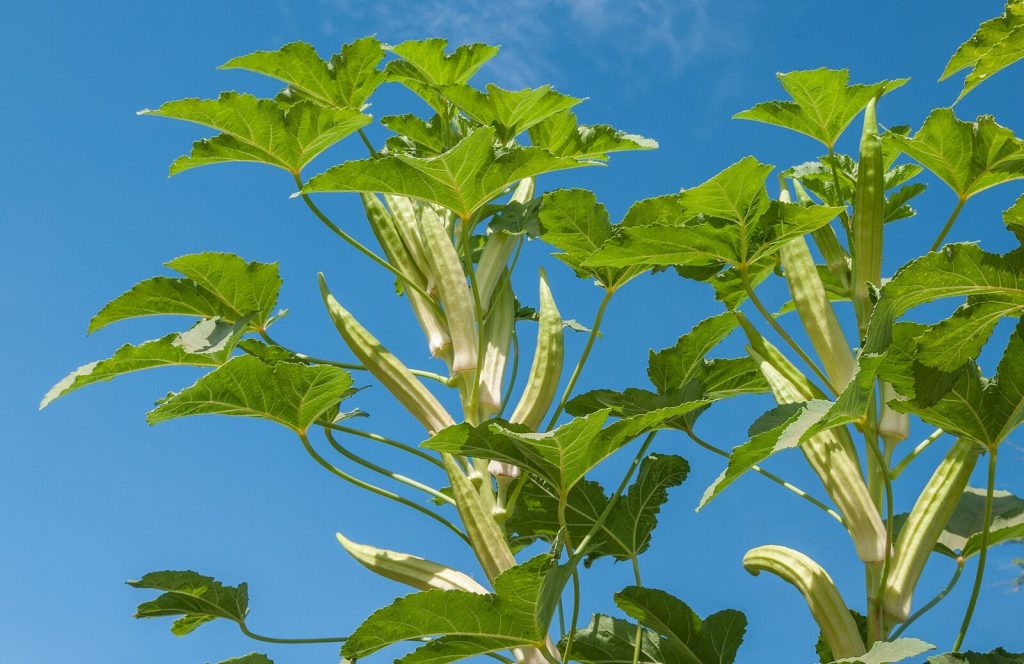 Okra plants in flower against the sky
