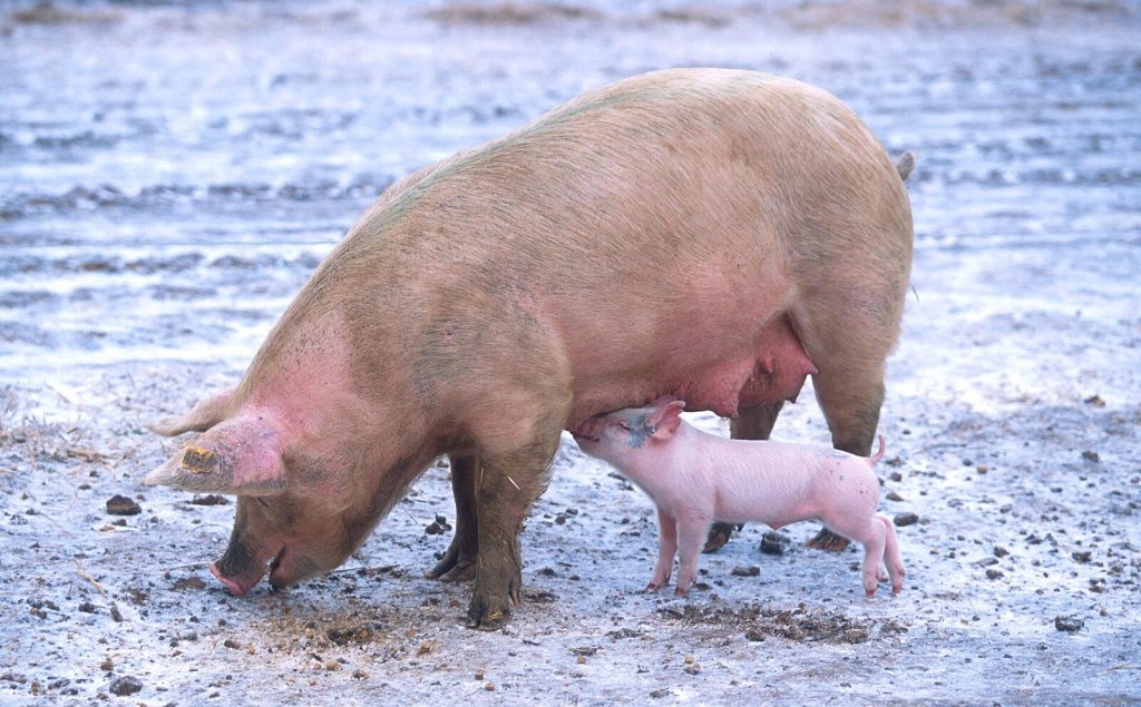 A sow outdoors with her piglets