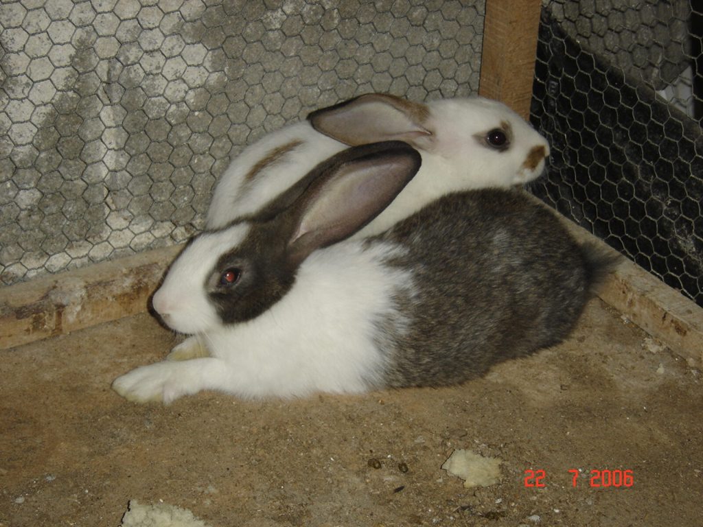 Two rabbits in a wire hutch