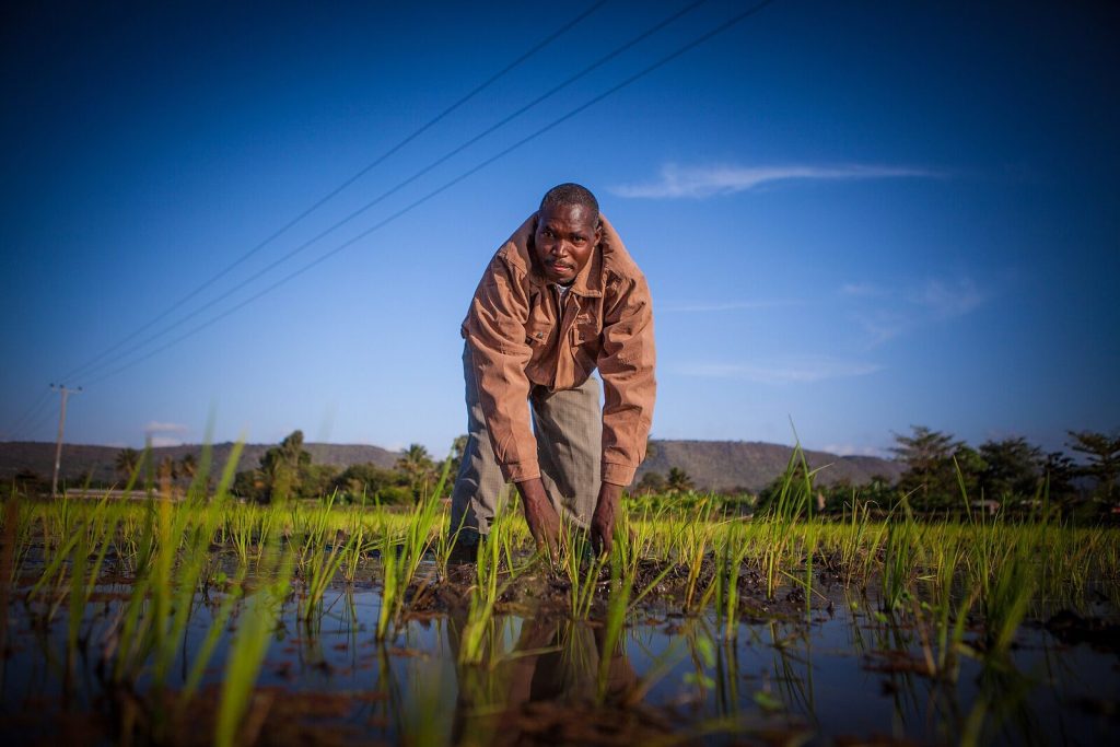 A farmer working in a flooded rice paddy