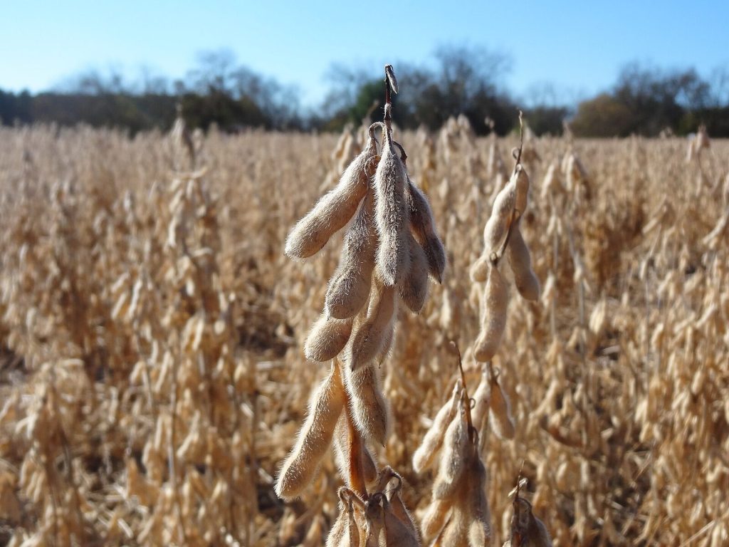A soybean crop dried down and ready to harvest