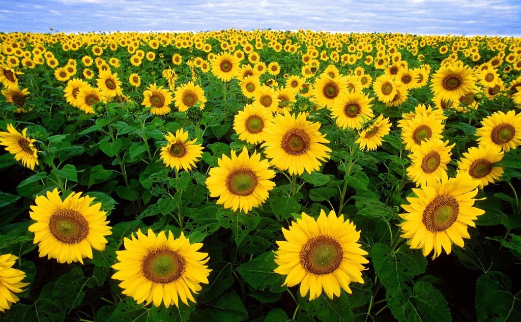 A field of sunflowers in full flower