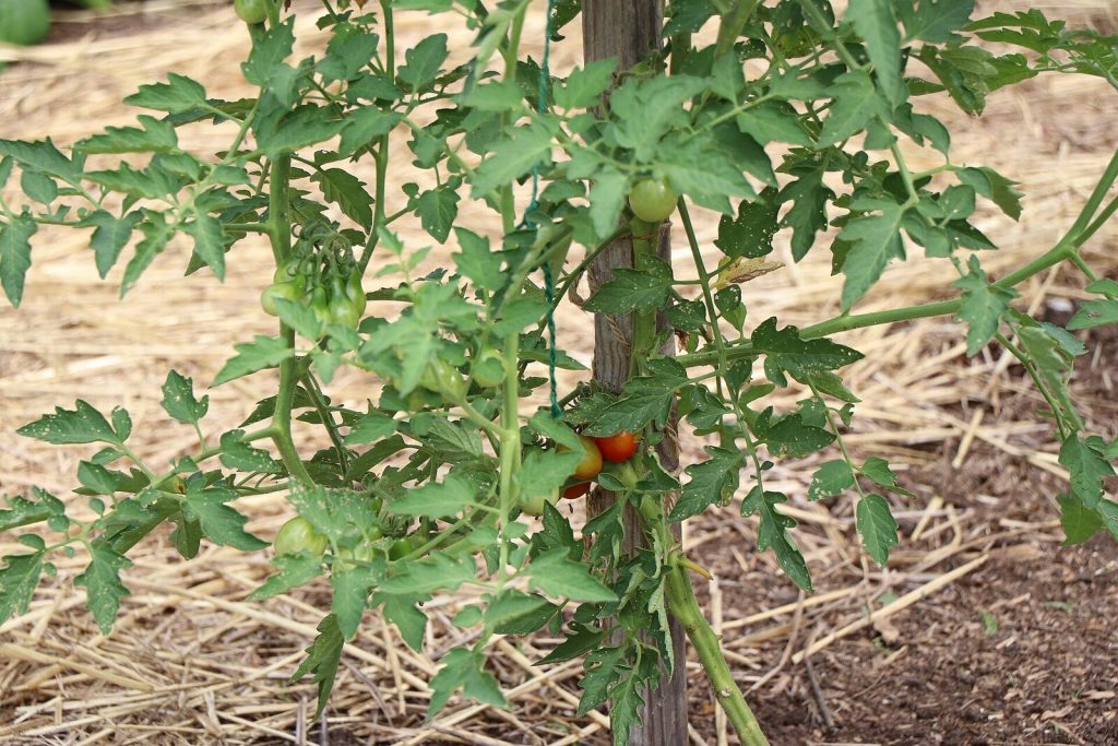 Tomatoes ripening on staked plants