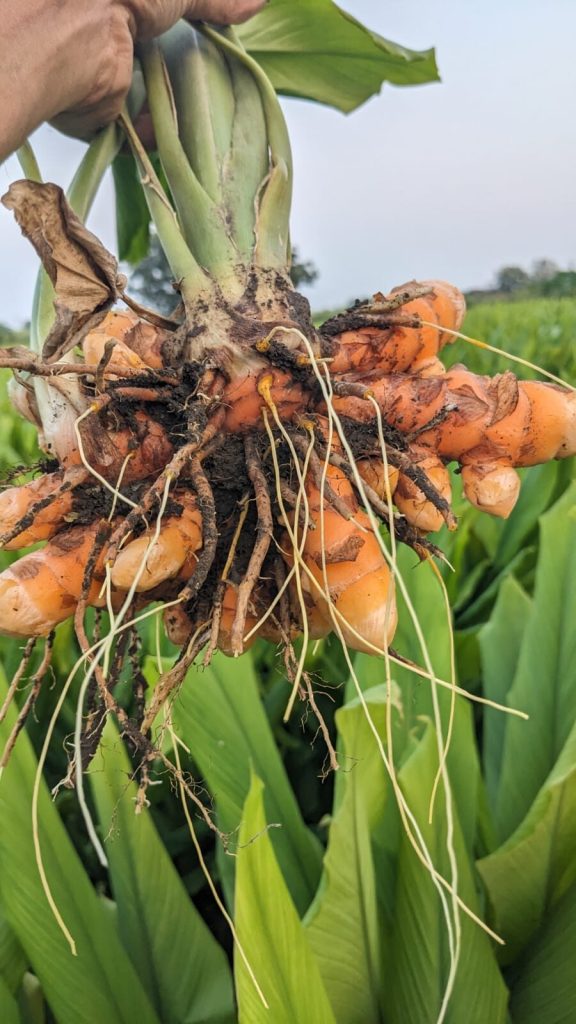 Turmeric rhizomes lifted with the plant still attached