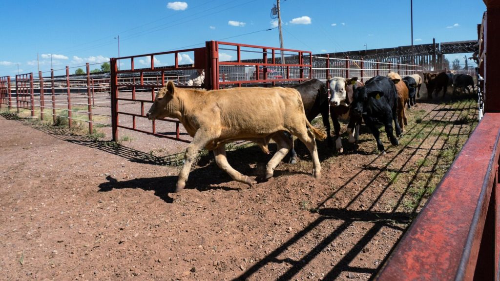 Cattle moving through a handling race